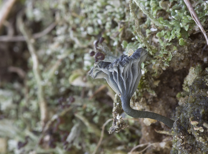 Arrhenia chlorocyanea